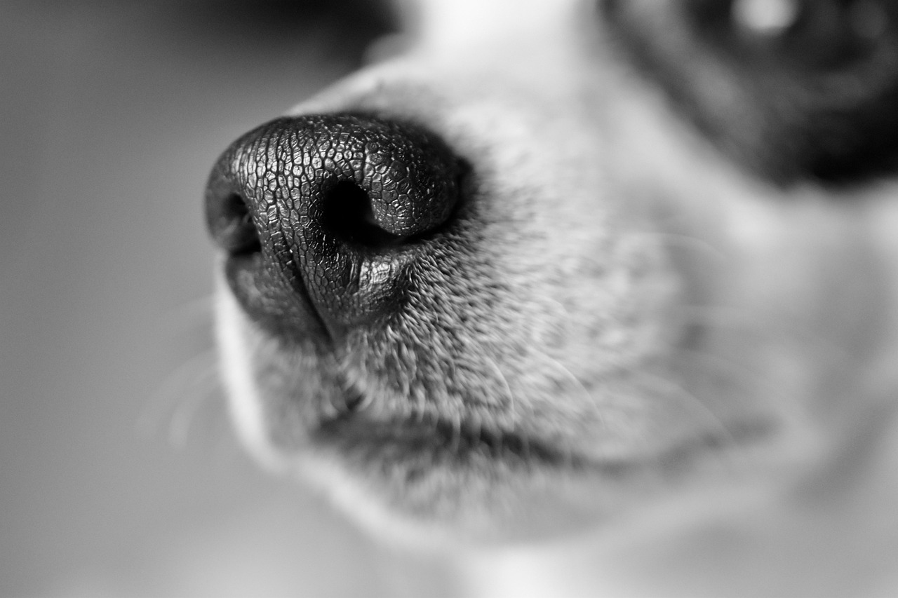 Linka na psím nose slouží specifickému účelu